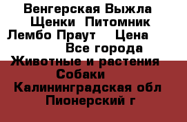 Венгерская Выжла. Щенки. Питомник Лембо Праут. › Цена ­ 35 000 - Все города Животные и растения » Собаки   . Калининградская обл.,Пионерский г.